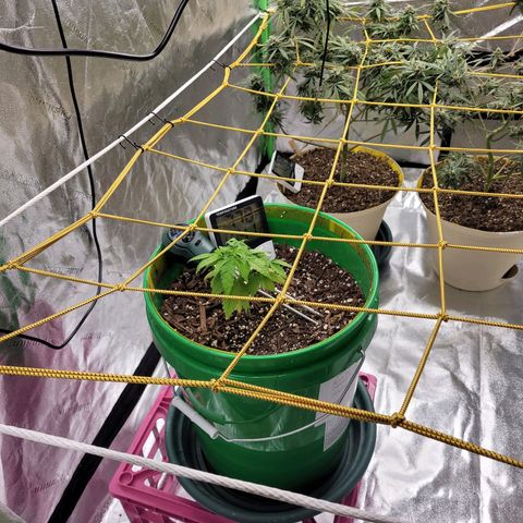 Original Skunk #1 growlog timeline photo