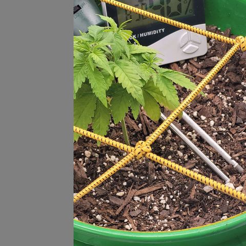 Original Skunk #1 growlog photo: Morning pic.