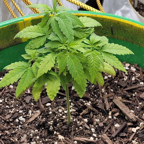 Original Skunk #1 growlog timeline photo