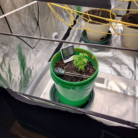 Original Skunk #1 growlog timeline photo