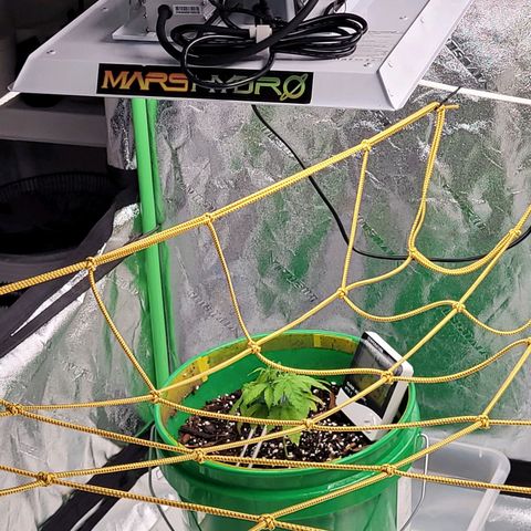 Original Skunk #1 growlog timeline photo