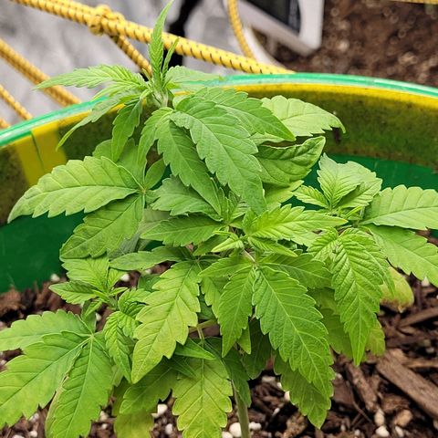 Original Skunk #1 growlog timeline photo