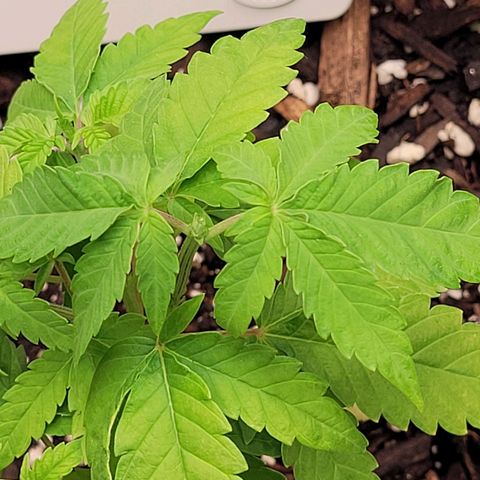 Original Skunk #1 growlog photo: 2nd Topping of 🪴 