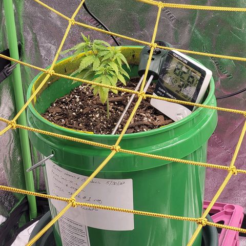 Original Skunk #1 growlog photo: Morning pic.