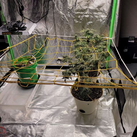 Original Skunk #1 growlog timeline photo