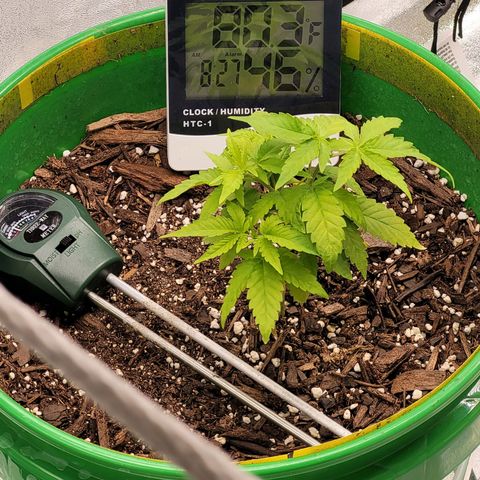 Original Skunk #1 growlog photo: Morning 
