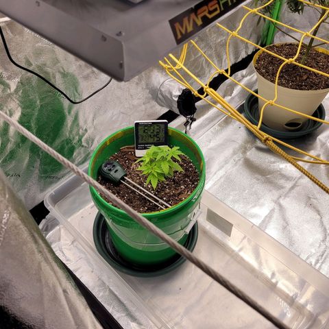 Original Skunk #1 growlog photo: Morning 