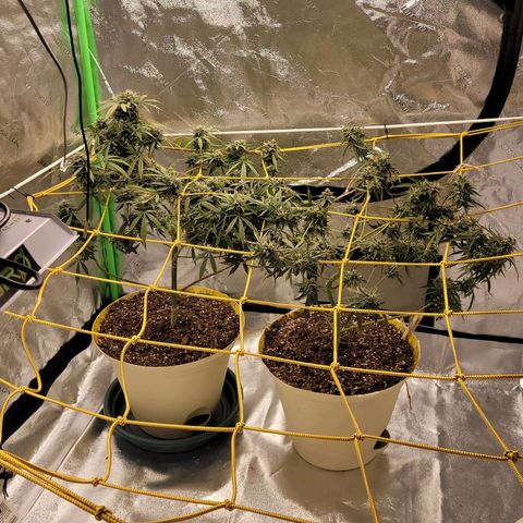 Original Skunk #1 growlog photo: Morning 