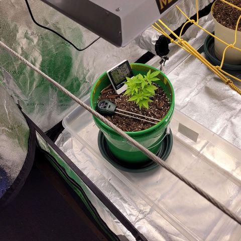Original Skunk #1 growlog timeline photo