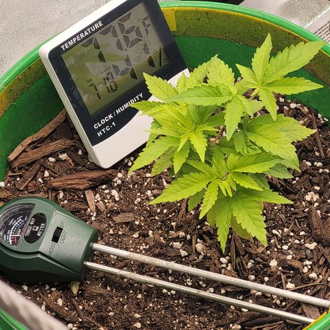Original Skunk #1 growlog timeline photo