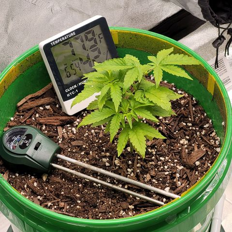 Original Skunk #1 growlog photo: Topped