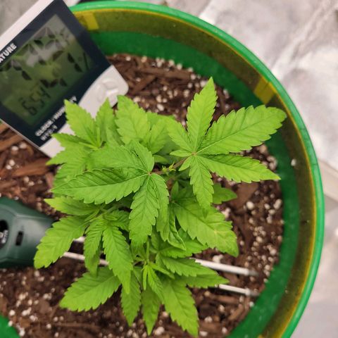 Original Skunk #1 growlog photo: Topped