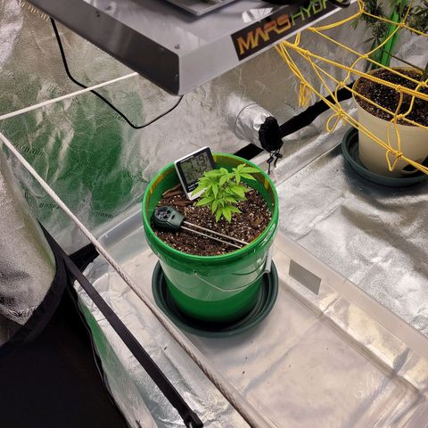 Original Skunk #1 growlog photo: Topped