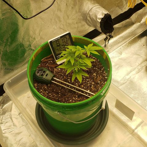 Original Skunk #1 growlog timeline photo