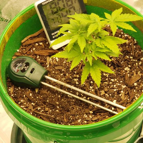 Original Skunk #1 growlog timeline photo