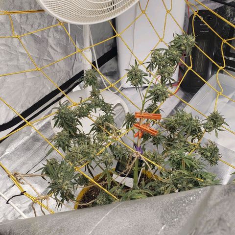 Original Skunk #1 growlog photo: Fuel dog og