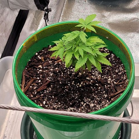 Original Skunk #1 growlog timeline photo
