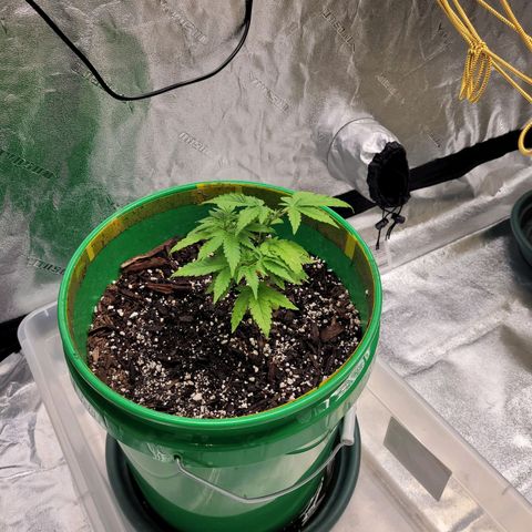 Original Skunk #1 growlog timeline photo