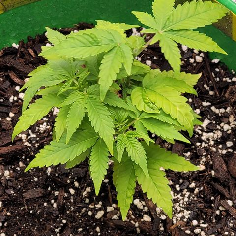 Original Skunk #1 growlog timeline photo