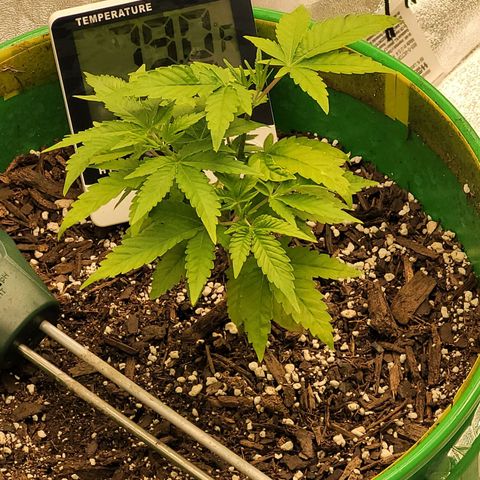 Original Skunk #1 growlog timeline photo