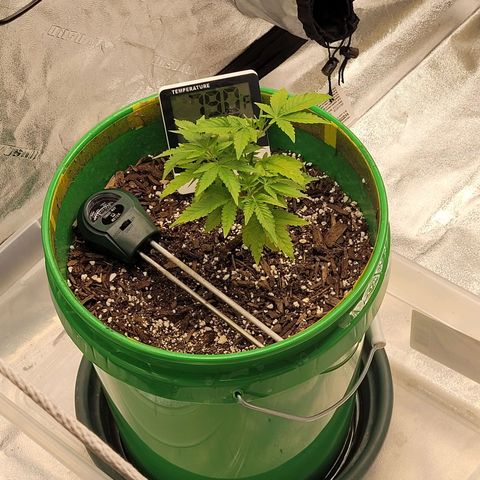 Original Skunk #1 growlog timeline photo