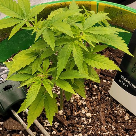 Original Skunk #1 growlog timeline photo