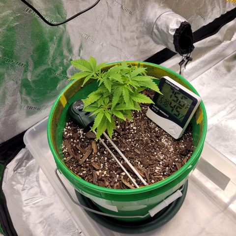 Original Skunk #1 growlog timeline photo