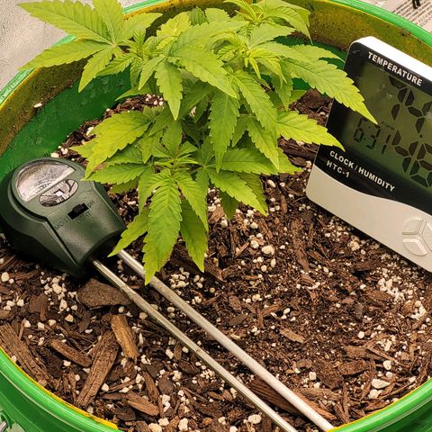 Original Skunk #1 growlog timeline photo