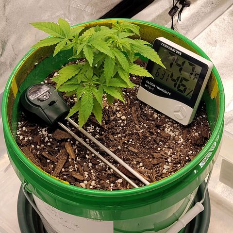 Original Skunk #1 growlog timeline photo