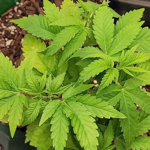 Original Skunk #1 growlog timeline photo