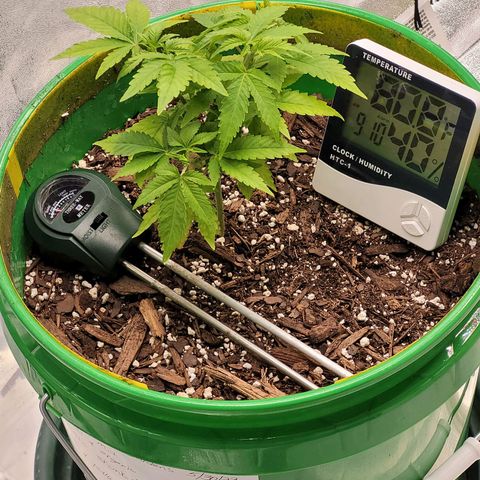 Original Skunk #1 growlog timeline photo