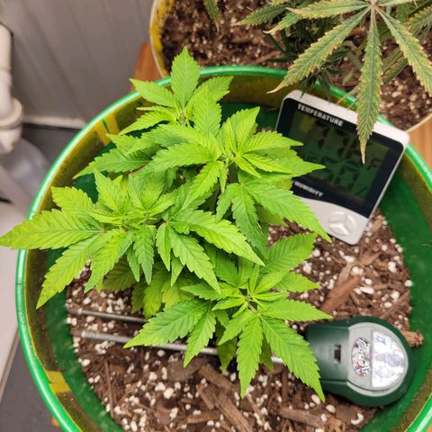 Original Skunk #1 growlog photo: Temporary move for drying of plants in tent