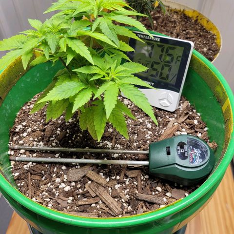 Original Skunk #1 growlog photo: Temporary move for drying of plants in tent
