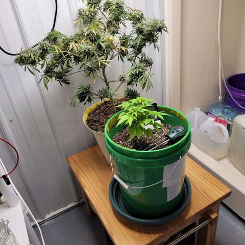 Original Skunk #1 growlog photo: Temporary move for drying of plants in tent
