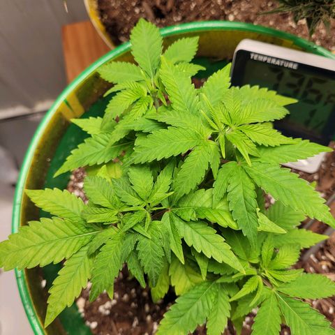 Original Skunk #1 growlog photo: So far survived 