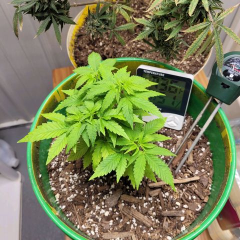 Original Skunk #1 growlog photo: So far survived 