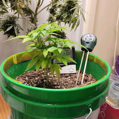 Original Skunk #1 growlog photo: So far survived 
