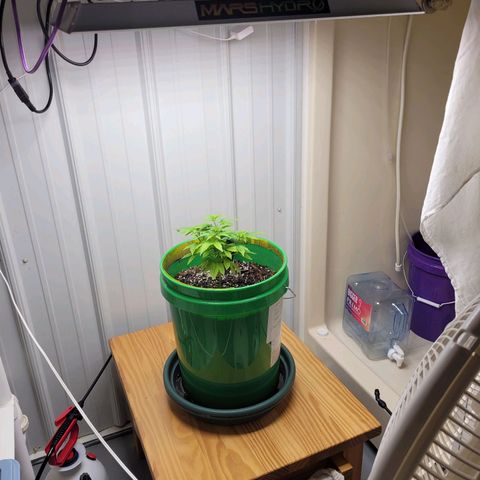 Original Skunk #1 growlog photo: 18 inches from light