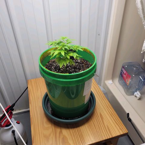 Original Skunk #1 growlog photo: 18 inches from light