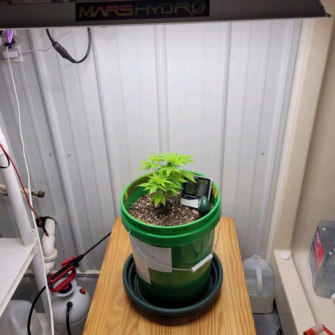 Original Skunk #1 growlog timeline photo