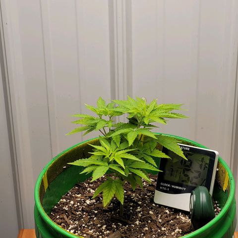 Original Skunk #1 growlog timeline photo