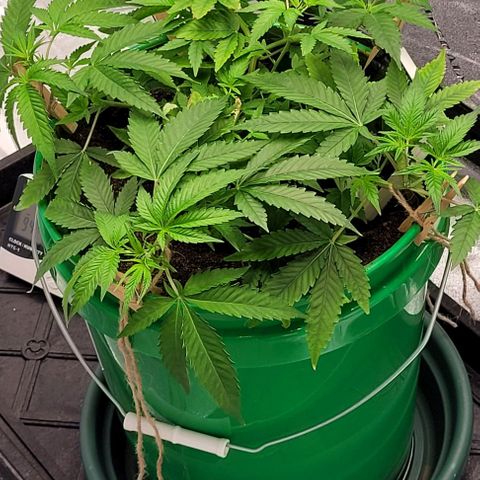 Original Skunk #1 growlog photo: Moved back to the tent