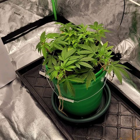 Original Skunk #1 growlog photo: Moved back to the tent