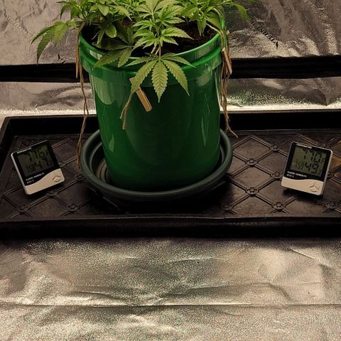 Original Skunk #1 growlog photo: Stress training 