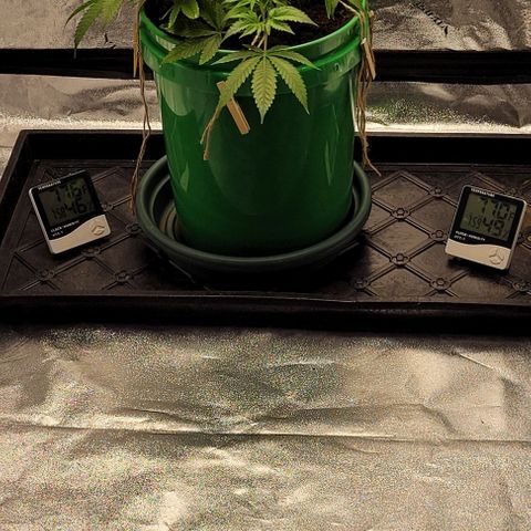 Original Skunk #1 growlog photo: Stress training 