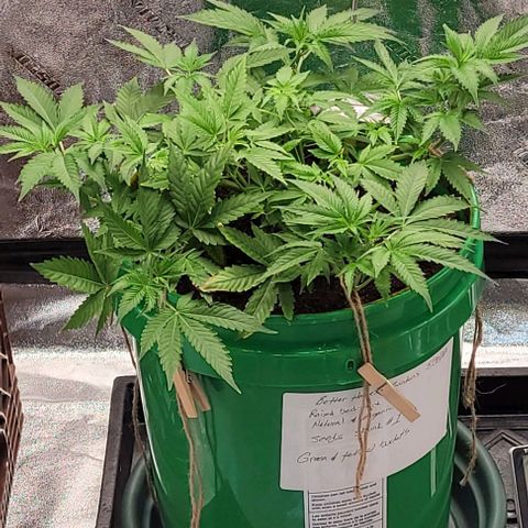 Original Skunk #1 growlog timeline photo