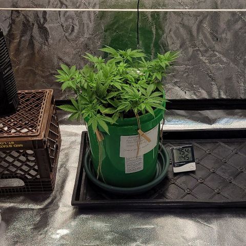 Original Skunk #1 growlog timeline photo