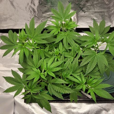 Original Skunk #1 growlog timeline photo