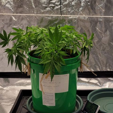 Original Skunk #1 growlog timeline photo
