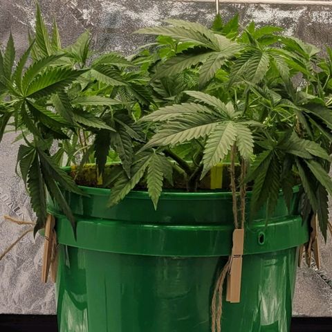 Original Skunk #1 growlog timeline photo